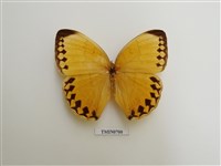 藏品(箭環蝶)的圖片